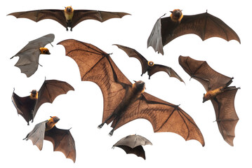 Bats flying isolated on white background, Lyle's flying fox (PNG)
