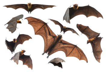 Bats flying isolated on white background, Lyle's flying fox (PNG)