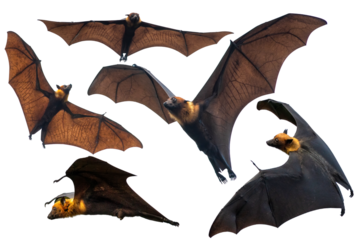 Bats flying isolated on white background, Lyle's flying fox (PNG)