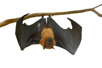 Bat hanging isolated on white background, Lyle's flying fox (PNG)