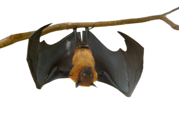 Bat hanging isolated on white background, Lyle's flying fox (PNG)