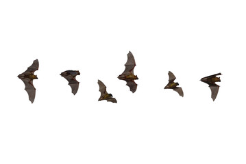 Bats flying isolated on white background (PNG)