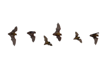 Bats flying isolated on white background (PNG)