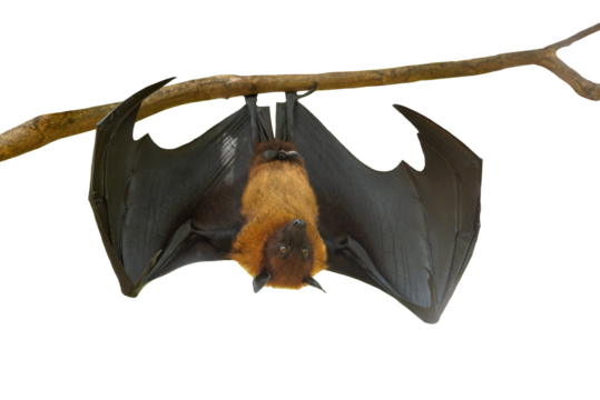 Bat hanging isolated on white background, Lyle's flying fox (PNG)