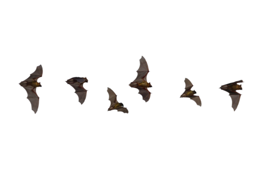 Bats flying isolated on white background (PNG)