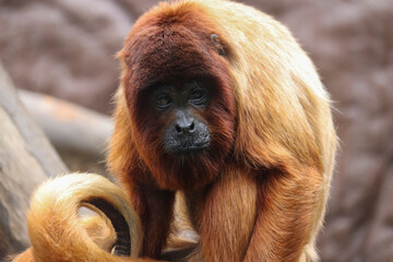 Animales