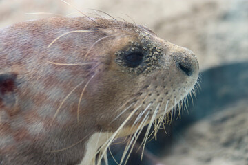 Animales