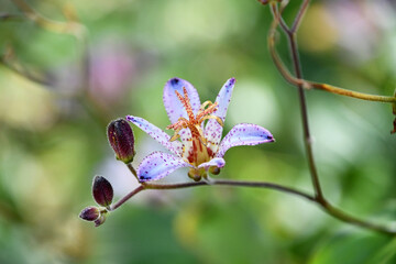 タイワンホトトギス　Formosa toad-lily