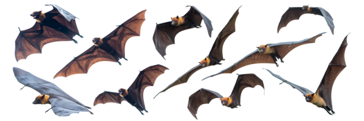 Bats flying isolated on white background, Lyle's flying fox (PNG)