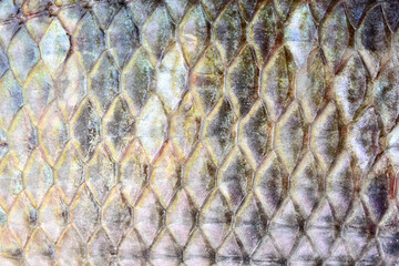 texture background texture tilapia scales close-up abstract