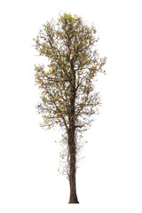 Isolated single tree greenery