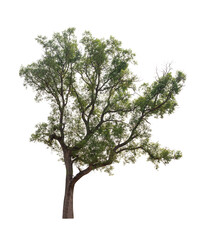 Obraz premium Isolated single tree greenery