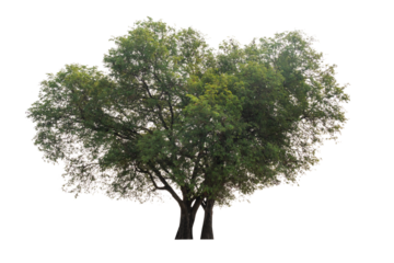 Tamarind tree (Tamarindus indica) tropical tree in the northeast of Thailand isolated