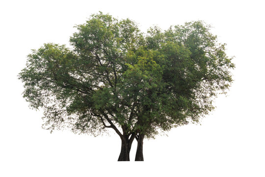 Tamarind tree (Tamarindus indica) tropical tree in the northeast of Thailand isolated