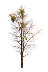 Single old and dead tree isolated