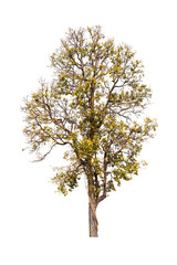 Naklejka premium Isolated single tree greenery