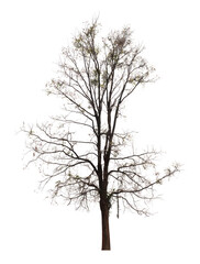 Obraz premium Single old and dead tree isolated