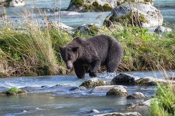 A big grizzly walking in the river in Alaska
