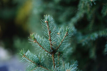 macro of blue pine needles. Christmas background, Christmas concept.