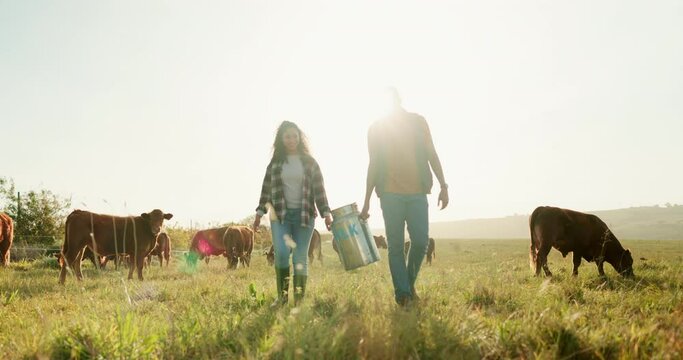 Farm, cow and milk with couple in countryside working together for agriculture, health and sustainability lifestyle. Sunrise, nature and dairy with farmer man and woman in field with animal cattle