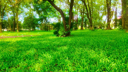 grass and trees