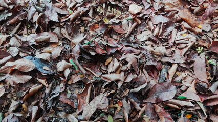 background of leaves