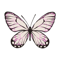 Obraz na płótnie Canvas Artistic butterfly, brush and paint texture. Vector illustration