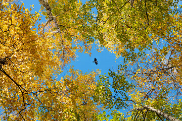 Birch leaves on branches, illuminated by the evening sun, selective focus, beautiful landscape, natural background