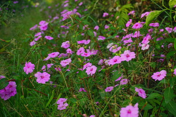 Impatiens walleriana is a species of plant in the family Balsaminaceae. 