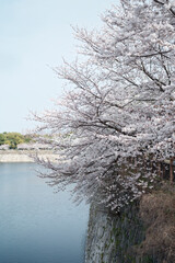 Osaka Castle Park in Cherry Blossom Season