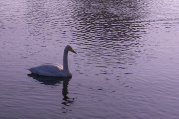 swan on the lake in Japan