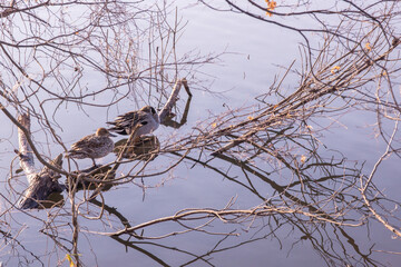 Ducks in the lake in Japan