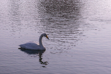 swan on the lake in Japan