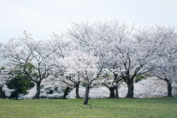 Obraz premium 大泉緑地