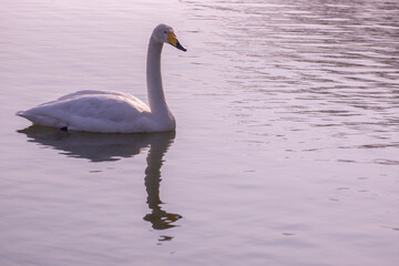 swan on the lake