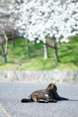 Cat with Sakura Trees