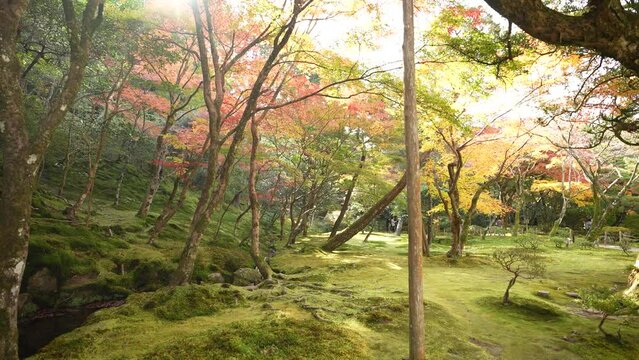 京都　銀閣寺の紅葉