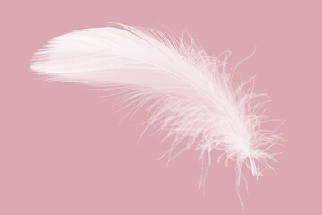 White Bird Feather Isolated on Pink Background. Floating Swan Feather