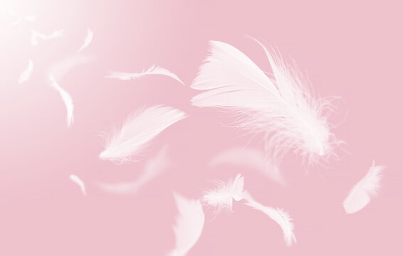 Abstract White Bird Feathers Flying in The Air. Feathers Floating in Heavenly. Pink Background