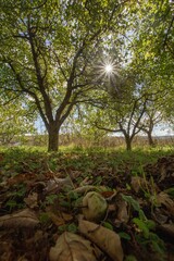 morning in the garden 