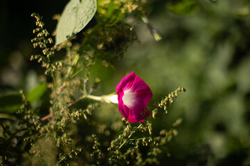 butterfly on a flower