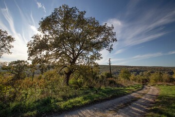 tree in the field