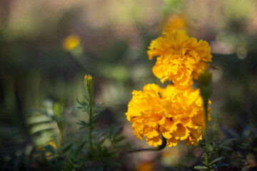 yellow flowers in the garden