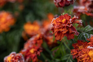 Orange-red variegated flowers with succulent numerous petals covered with white crystals of hoarfrost in spiky green leaves close-up. Marigolds in hoarfrost wallpaper, picture with copy space.