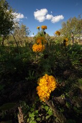 autumn in the forest