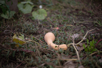 mushroom in the forest
