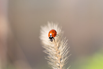 ladybird on a flower