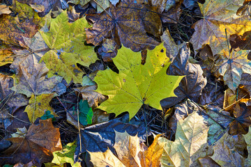 Carpet of autumn leaves underfoot. Concept of golden fall.