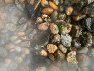 Colorful wet rocks top view under fog and small green moss. Beautiful nature background
