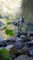 Wunderschöne Enten Die in einen Teich Herum Schwimmen